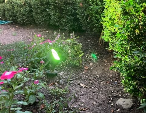 A small green light on Green Plants